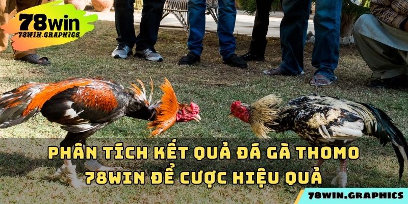 Phân tích kết quả đá gà Thomo 78win để cược hiệu quả